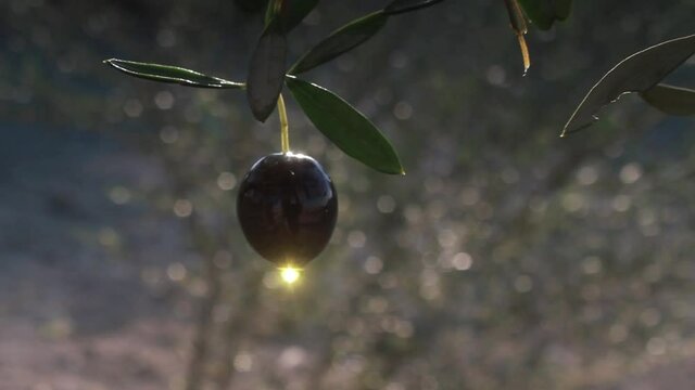 aceituna exudando una gota de aceite de oliva en un olivo en el campo
