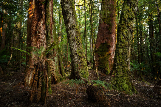 Old Trees In The Temperate Rain Forest