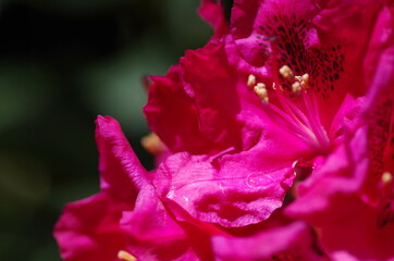 Fototapeta na wymiar Close-up of beautiful bright pink rhododendron blossom. rhododendron flower. Isolated. Macro. Standalone.