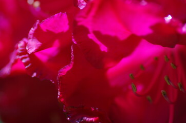 Close-up of beautiful bright pink rhododendron blossom. rhododendron flower. Isolated. Macro. Standalone.