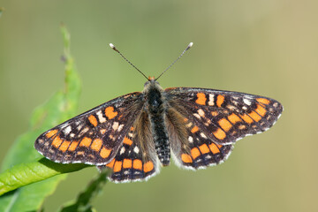 Endangered and protected Scarce fritillary (Euphydryas maturna) resting on fern