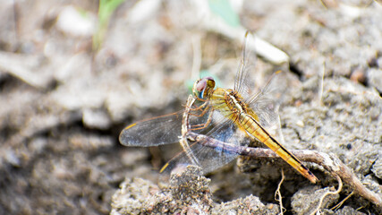 Dragonfly from the back