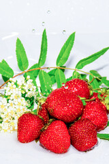 Strawberries with white flowers, green leaves on a white background close-up