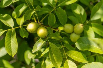Fresh unripe walnuts hanging on a tree.