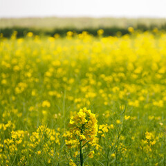 Obraz premium Yellow flower on a background.