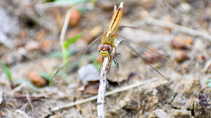 Dragonfly sitting on the dry stick
