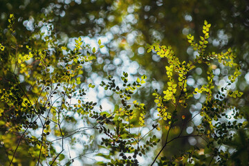 Myrtle beech tree leaves