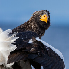 Adult Steller`s sea eagle. Close up portrait. Scientific name: Haliaeetus pelagicus. Blue...