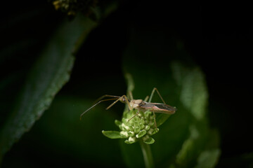 little insect rests on some green leaves .megalotomus quinquespinosus,