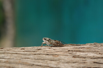 A close up of European Cicada on a trunk of tree, blurred turquoise background. Lyristes plebejus...