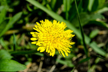 dandelions in the field in summer