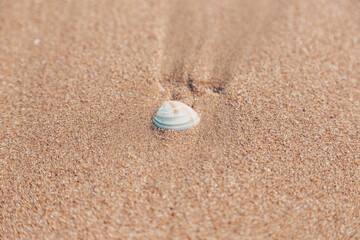 Fototapeta na wymiar White shell on sand beach