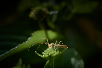 small leaf footed stink bug