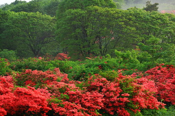 室根山のツツジ