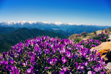 Obraz premium beautiful flowers on top of the mountains