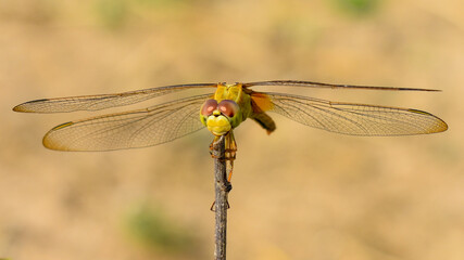 Dragonfly sitting on tip of the dry stick