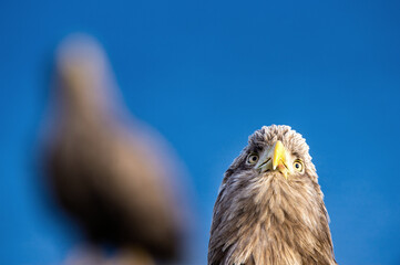 White-tailed eagle. Scientific name: Haliaeetus albcilla.