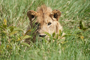 A Young Lion in the morning sun of Ngorongoro crater Serengeti
