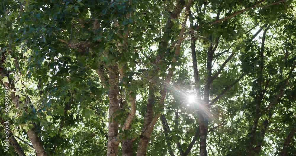 Canvas Prints sunlight pass though the tree bark