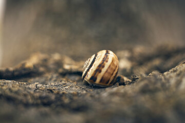 snail shell detail attached to a tree trunk ,macro detail