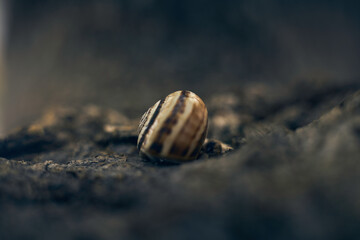 snail shell detail attached to a tree trunk ,macro detail,