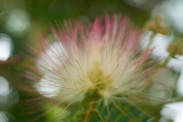 Beautiful pink inflorescences of Albizia julibrissin.