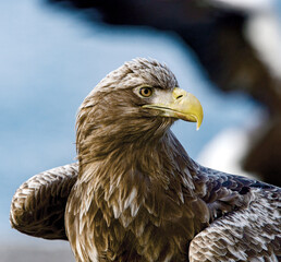 White-tailed eagle. Scientific name: Haliaeetus albcilla.