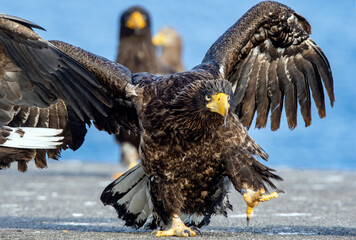 Eagle with wings spread. Adult Steller`s sea eagle. Close up portrait. Scientific name: Haliaeetus pelagicus.