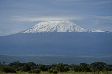  Amboseli - Big Five Safari -Kilimanjaro African bush elephant Loxodonta africana