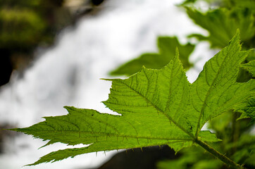 Even the leaf of the Devil's Club has thorns.