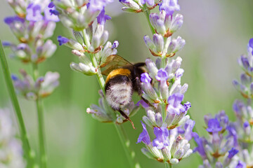 Lavendelblüten mit Hummel