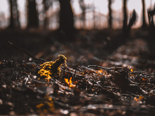 Beauty from ground level.