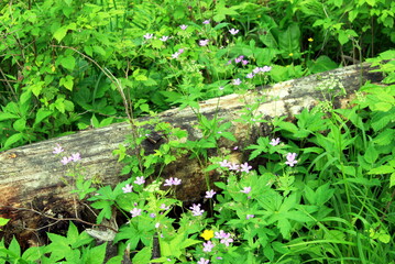 small purple flowers in the forest background