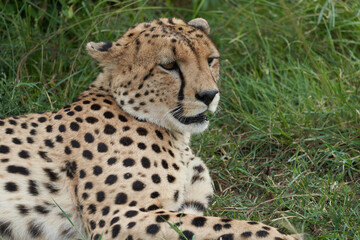 Cheetah Brothers Africa Safari Masai Mara Portrait