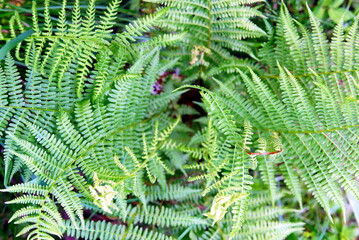 fern leaves in the forest close up