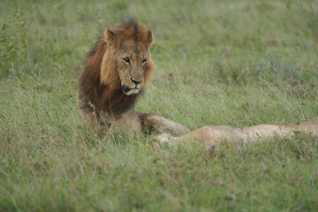 Lion and Lioness Kenya Safari Savanna Mating