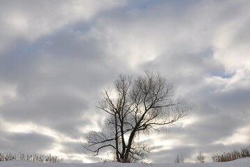 tree in the snow