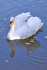 white swan swimming in the water