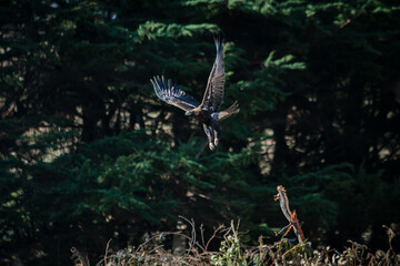 Wedge tailed eagle in flight