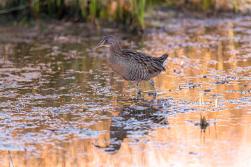 A Clapper Rail (Rallus crepitans) forages for food in the water in the  Merritt Island National Wildlife Refuge, Florida, USA.