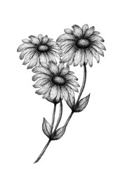 vintage daisy flowers bouquet, monochrome floral illustration with hand drawn wildflowers in ink sketch