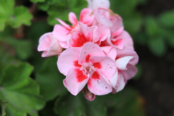 Fototapeta na wymiar pink geranium flower