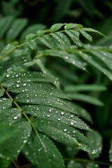 rain drops on a leaf