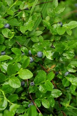 blueberry bushes with dark blue berries