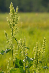 Horse sorrel plant in the meadow. Latin name Rúmex confértus. Place for text.