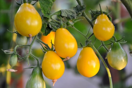 Yellow Cherry Tomatoes On The Vine