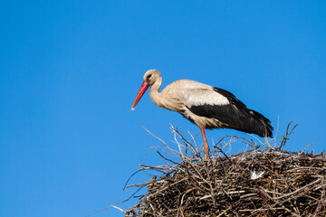 a stork waiting for his wife in the nest, blue sky and a stork nest, natural stork nest,