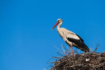 a stork waiting for his wife in the nest, blue sky and a stork nest, natural stork nest,