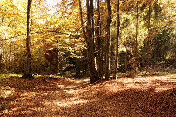 Path through a beech forest, Bieszczady Mountains
