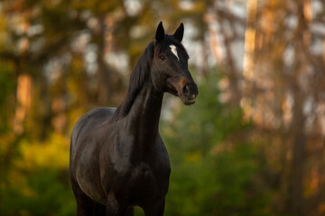 Fototapeta premium Braune Trakehner Stute bei Sonnenaufgang im Portrait auf der Weide